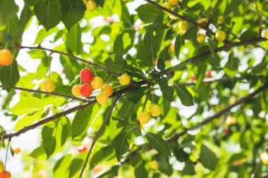 Olgunlaşmamış sarı ve kırmızı kirazlar yazın ağaçta olgunlaşır, sığ tarlanın derinliği, arka planda yeşil yapraklar. Güzel güneşli bir gün