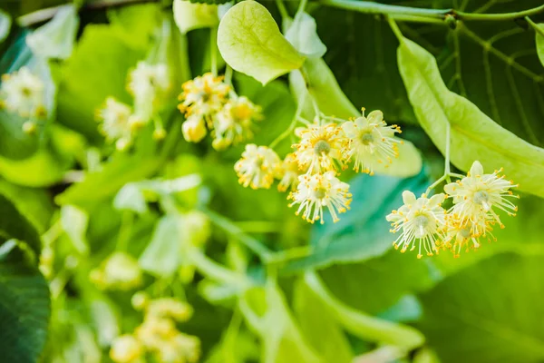 White linden flowers on a background of green leaves. Flowers blossoming tree linden wood, used for the preparation of healing tea, natural background, spring.