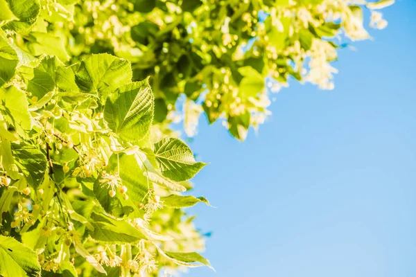 White linden flowers on a background of blue sky. Flowers blossoming tree linden wood, used for the preparation of healing tea, natural background, spring.