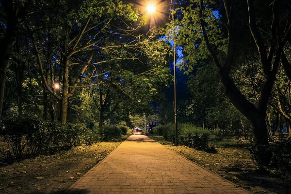 Sommarnattens Stadspark Träbänkar Gatubelysning Och Gröna Träd Den Kaklade Vägen — Stockfoto