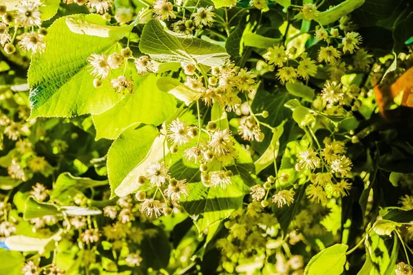 White linden flowers on a background of green leaves. Flowers blossoming tree linden wood, used for the preparation of healing tea, natural background, spring.