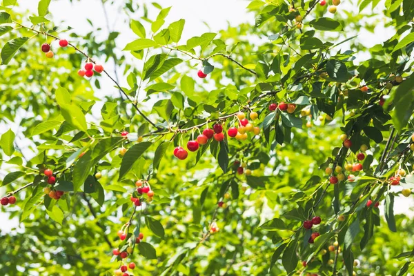 Les Cerises Jaunes Rouges Non Mûres Mûrissent Sur Arbre Été — Photo