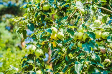 Unripe green apples, Orchard. Young apple tree. Ripe fruit harvest. Green apples on a branch between leaves
