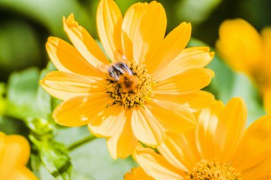 Honey Bee collecting pollen on yellow rape flower against blue sky. Bee on a yellow flower. Bee close up