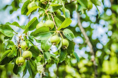 Unripe green apples, Orchard. Young apple tree. Ripe fruit harvest. Green apples on a branch between leaves