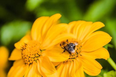 Honey Bee collecting pollen on yellow rape flower against blue sky. Bee on a yellow flower. Bee close up