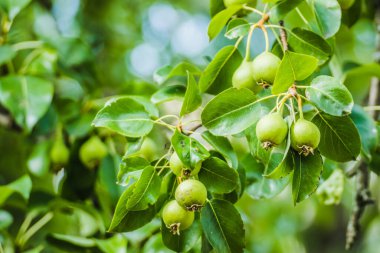 Unripe green apples, Orchard. Young apple tree. Ripe fruit harvest. Green apples on a branch between leaves