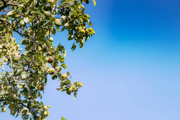 Unripe green pears, Orchard. Young pears tree. Ripe fruit harvest. Unripe pears hang on green branches. Pears on the branches against the blue sky