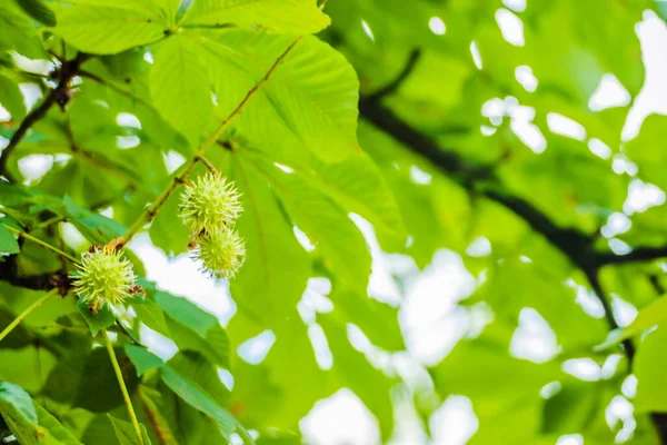 Prickly Chestnuts Background Green Leaves Blue Sky Ripe Chestnuts Young — Stockfoto