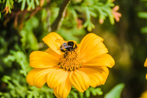 Honey Bee Collecting Pollen Yellow Rape Flower Blue Sky Bee — Stockfoto