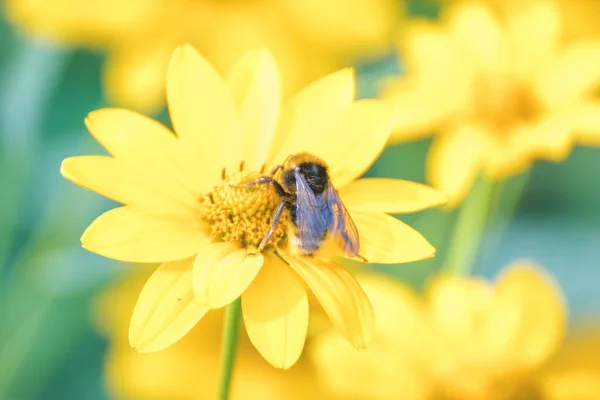 Honey Bee Collecting Pollen Yellow Rape Flower Another Flowers Bee — Zdjęcie stockowe