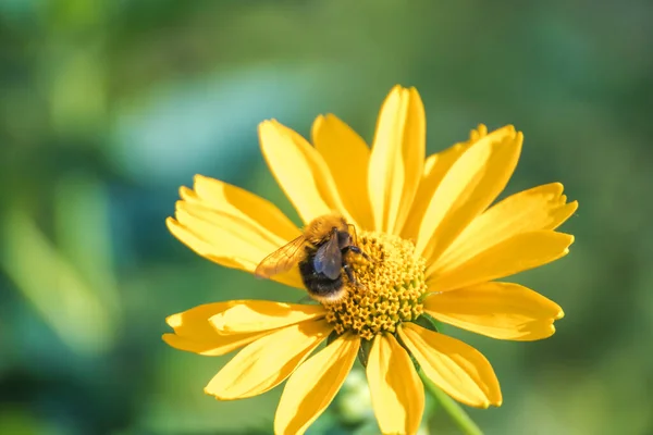 Honey Bee Collecting Pollen Yellow Rape Flower Blue Sky Bee — Stock Photo, Image