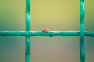 A ladybug on a metal grid.Ladybugs have invaded the south of Ukraine.Metal mesh and red bug with black spots.
