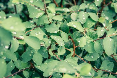 Green leaf with water drops for background. Drops of water on the leaves of a bush
