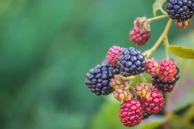 Bush with blackberries. Blackberries ripen on a bush in summer. Berries. Blackberry