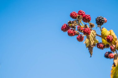 Log wall in a house in the mountains. Wooden logs wall, close up background texture.