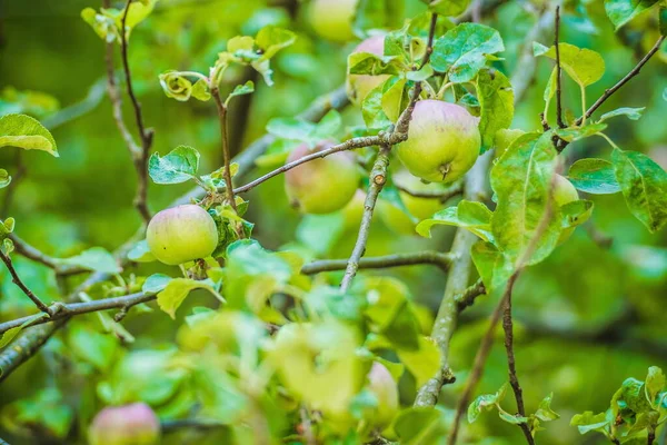 Ripe green and red apples, Orchard. Ripe dike apples. Young apple tree. Ripe fruit harvest. Green apples and red on a branch between leaves