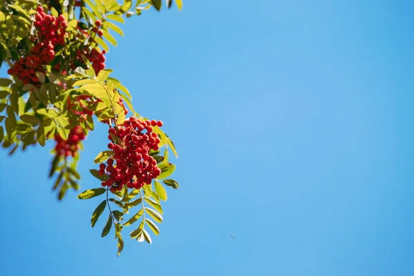 Red Faded Fruits Mountain Ash Blue Sky Background Ripening Mountain — Photo