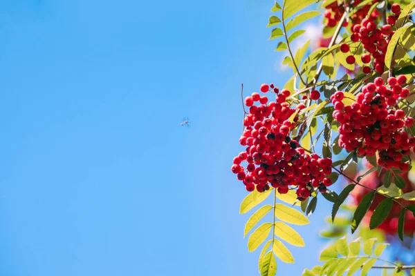 Red Faded Fruits Mountain Ash Blue Sky Background Ripening Mountain — Photo
