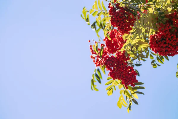Red Faded Fruits Mountain Ash Blue Sky Background Ripening Mountain — Stok fotoğraf