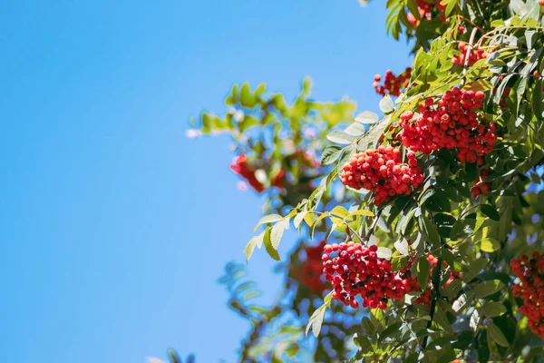 Red Faded Fruits Mountain Ash Blue Sky Background Ripening Mountain — Fotografia de Stock