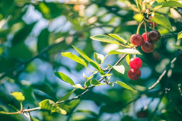 Cherry on the branch grows, ripened red cherry. Ripe red cherry on a branch. Overripe red cherry on a branch