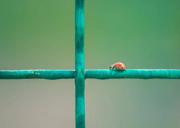 Ladybug Metal Grid Ladybugs Have Invaded South Ukraine Metal Mesh — Foto de Stock