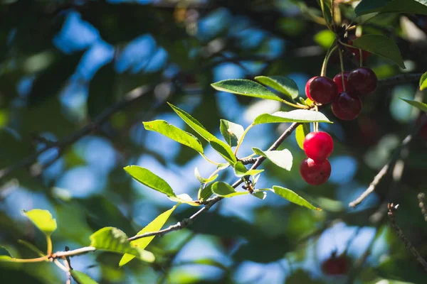 Cherry on the branch grows, ripened red cherry. Ripe red cherry on a branch. Overripe red cherry on a branch