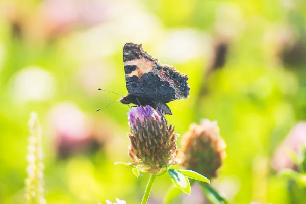 A butterfly on a flower of the red clover (Trifolium pratense). A butterfly on a wild clover flower in green grass. Wild nature and floodplain meadows