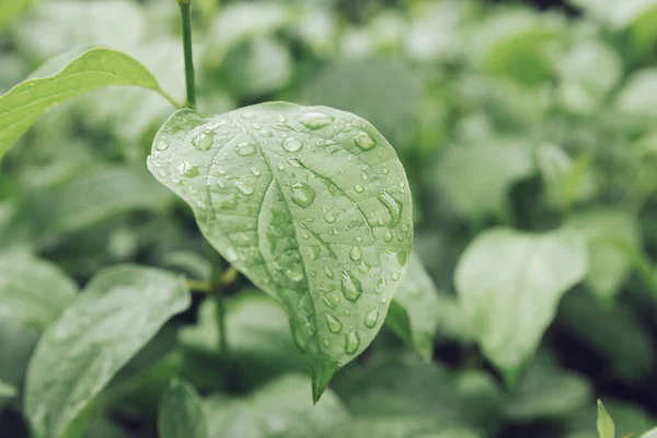 Green Leaf Water Drops Background Drops Water Leaves Bush — Φωτογραφία Αρχείου