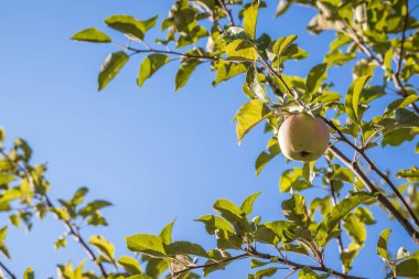 Yaz günü bir dalda olgunlaşmış kırmızı-beyaz elmalar. Küçük meyveler yemyeşil ağaçlarda, meyveler hasat etmeye hazır.
