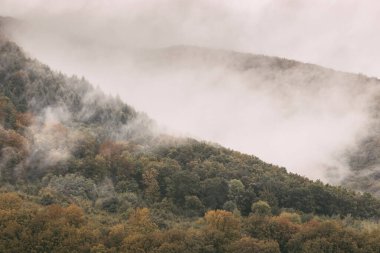Sis içindeki yaprak döken ormanlarla dolu bir dağ yamacı. Bulutlu bir sabahta dağ yamacı. Yazın puslu dağlar. Dağlarda güzel bulutlu bir sabah. Karpatlar. Ukrayna