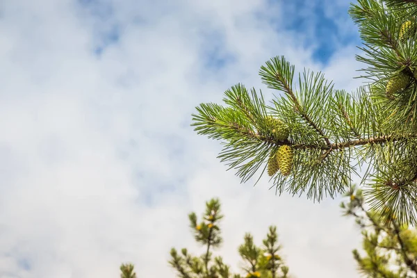 Close Pine Shoots Blue Sky Young Branches Evergreen Plants Green — Fotografia de Stock