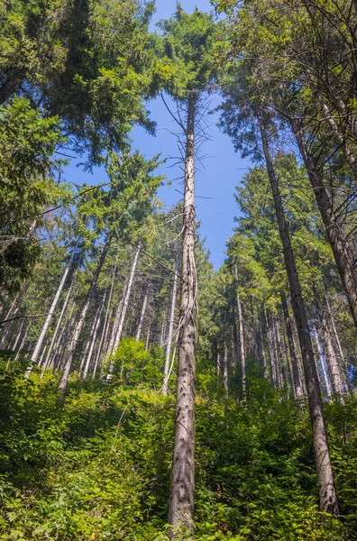 Vista Inferior Los Altos Árboles Viejos Bosque Primitivo Hoja Perenne — Foto de Stock