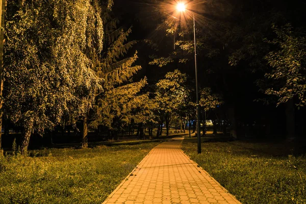 Sommarnattens Stadspark Träbänkar Gatubelysning Och Gröna Träd Den Kaklade Vägen — Stockfoto