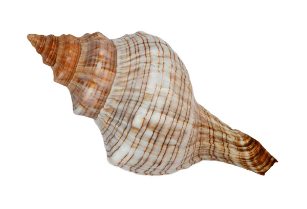 Conchas marinhas isoladas sobre fundo branco — Fotografia de Stock