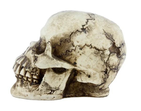Cráneo aislado sobre fondo blanco —  Fotos de Stock