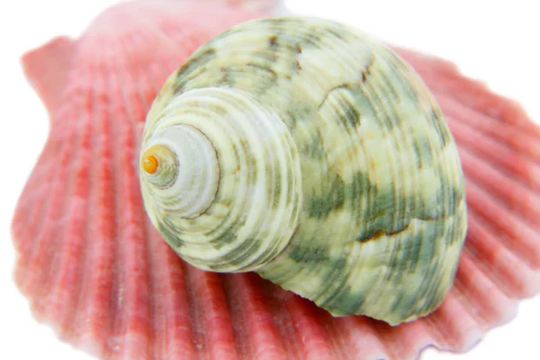 Sea shells isolated on white background — Stock Photo, Image