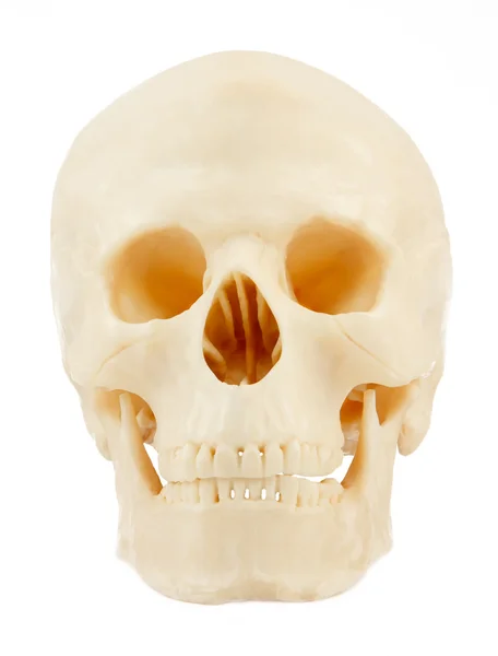 Cráneo aislado sobre fondo blanco —  Fotos de Stock
