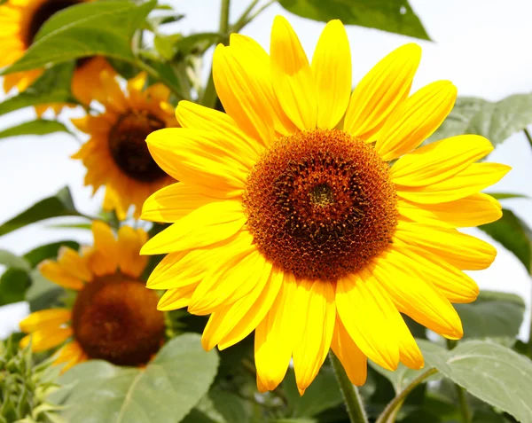 Sunflower (Helianthus annuus) — Stock Photo, Image