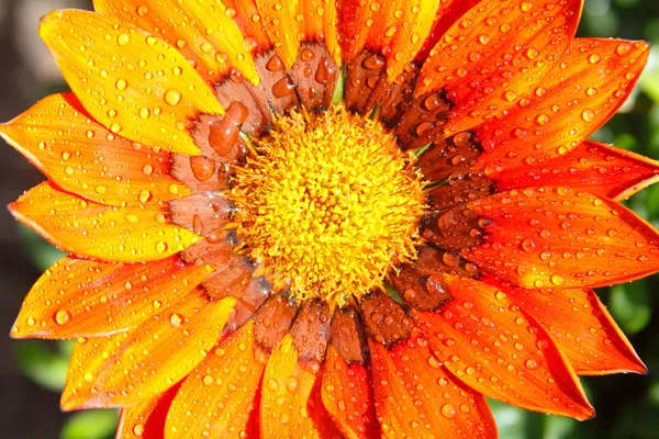 Gazania flower with dew drops or rain drops — Stock Photo, Image