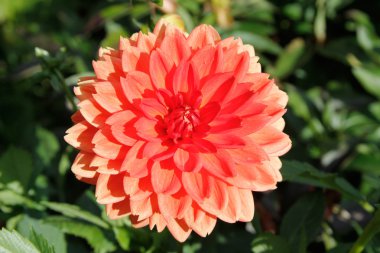 Dahlia çiçeği. Dahlia x cultorum.