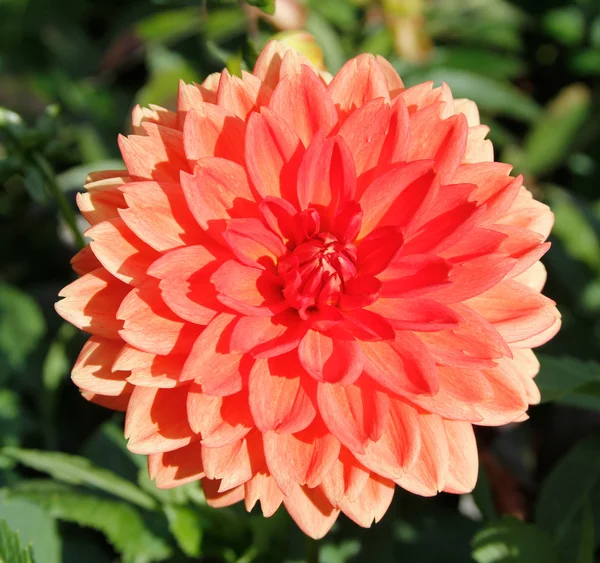 Dahlia flower.Dahlia x cultorum. — Stock Photo, Image