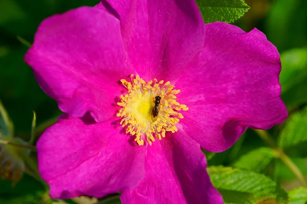 Rosa rugosa con insecto — Foto de Stock