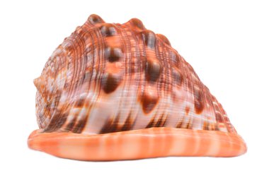 deniz kabukları beyaz arkaplanda izole edilmiş