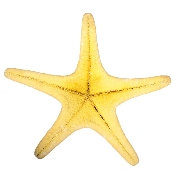 Estrela-do-mar isolada sobre fundo branco — Fotografia de Stock