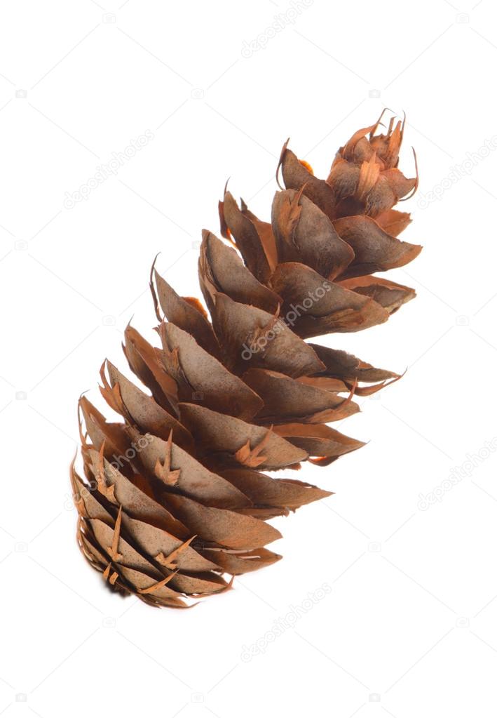 Pine cone (Pseudotsuga menziesii)