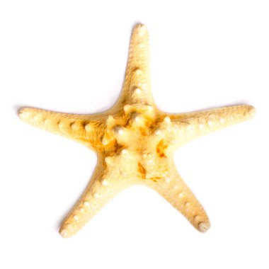 beyaz arkaplanda izole edilmiş denizyıldızı