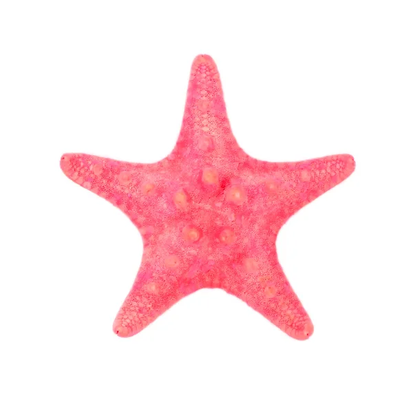Red sea star izolovaných na bílém pozadí — Stock fotografie