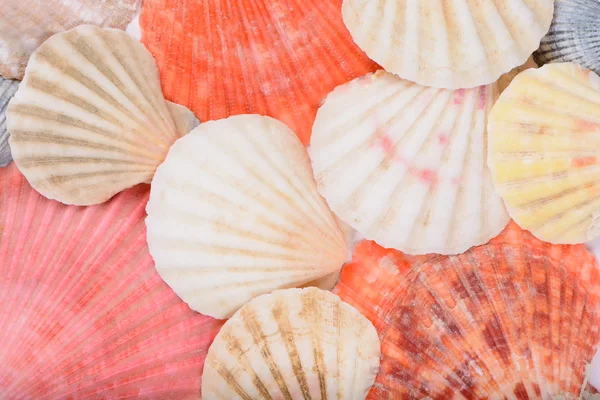 Sea shells — Stock Photo, Image